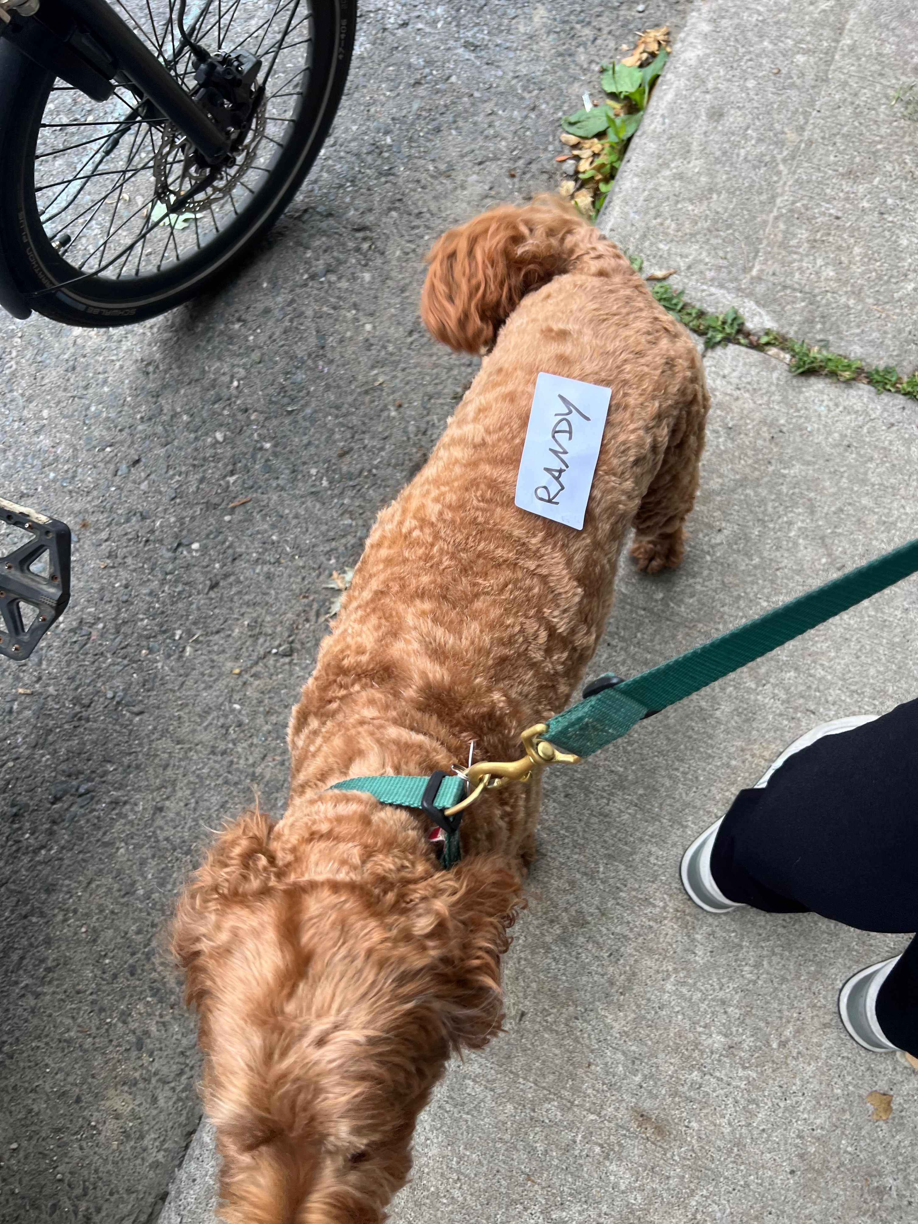 2024 Muriel Ave street party photo